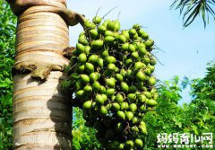 孕妇能吃槟榔吗 孕妇吃槟榔后果不堪设想