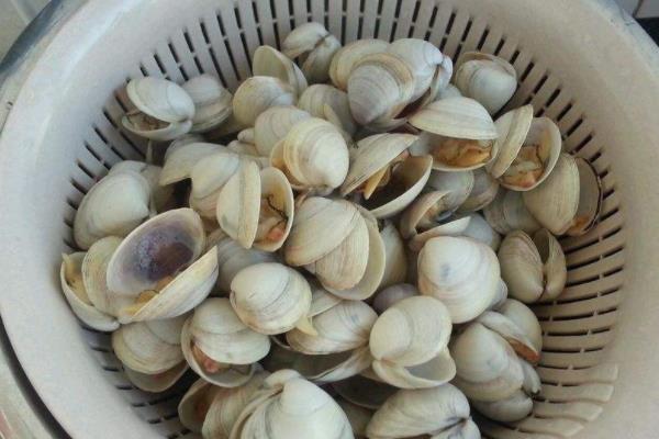 花甲适合多大的宝宝吃 营养又美味的宝宝花甲食谱 