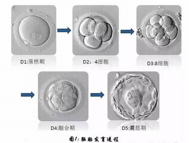 试管胚胎碎片能预防和降低吗