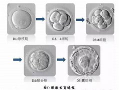 试管胚胎碎片能预防和降低吗？