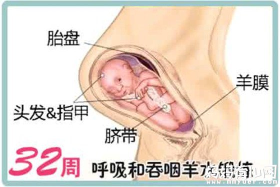 【怀孕32周】32周胎儿多大 孕32周胎儿发育指标标准(3) 