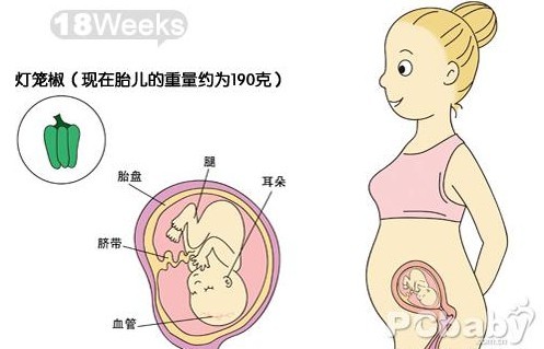 【怀孕18周胎儿图】怀孕十八周胎动、饮食注意事项 