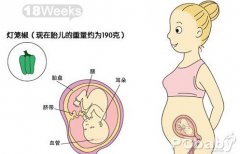 【怀孕18周胎儿图】怀孕十八周胎动、饮食注意事项