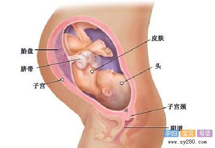 怀孕第36周胎儿发育指标情况（图片） 
