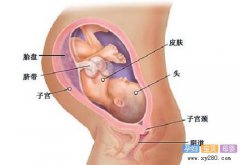 怀孕第36周胎儿发育指标情况（图片）
