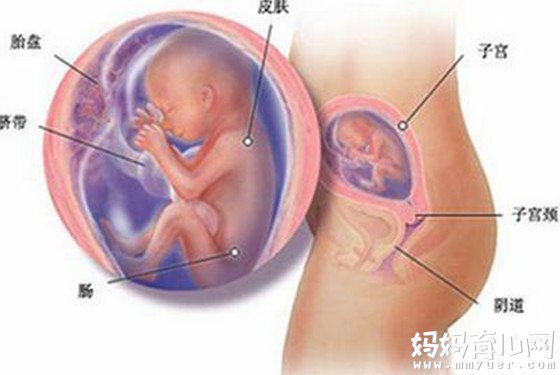 怀孕五个月肚子到底有多大 一张图让你秒懂！ 