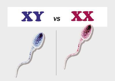 生女孩几率大的8个小技巧
