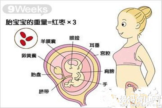 怀孕三个月胎儿有多大 怀孕9