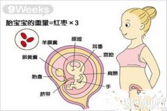 怀孕三个月胎儿有多大 怀孕9