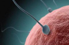 精子活性低？这7种食物可以改善精子质量！