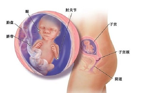 怀孕五个月胎儿图 17-18-19-20周