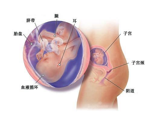 怀孕五个月胎儿图 17-18-19-20周