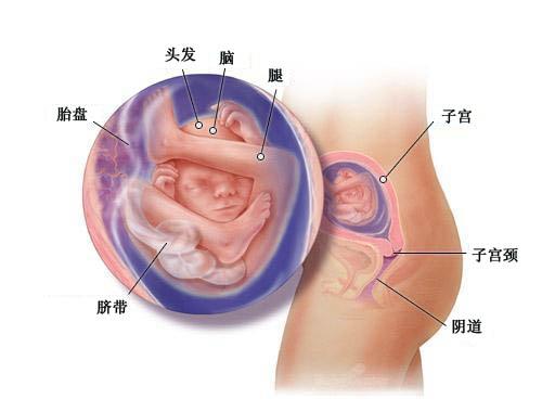 怀孕五个月胎儿图 17-18-19-20周