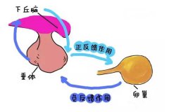 引起功能性下丘脑性闭经3种原因及时治疗会带来好孕