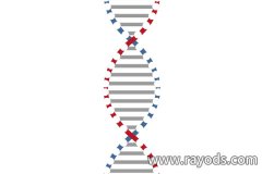 夫妻染色体正常不代表胎儿染色体异常？