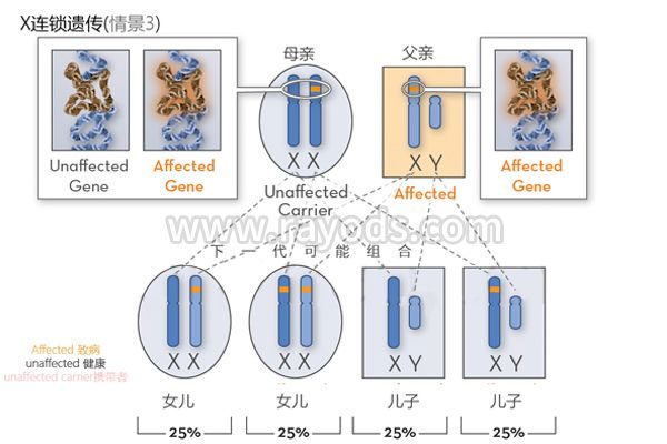 蚕豆病是X连锁遗传