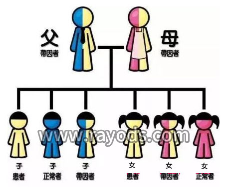 第三代试管婴儿PGD与PGS是什么