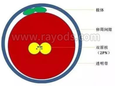 试管婴儿为什么不是取卵多少就能受精多少呢