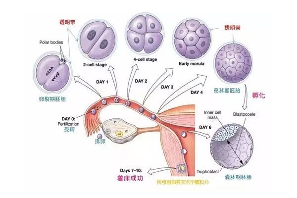 第三代试管婴儿过程