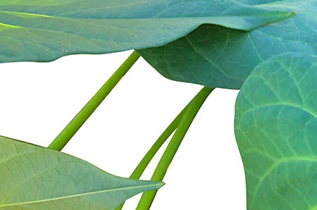 怀孕香水可以用吗
