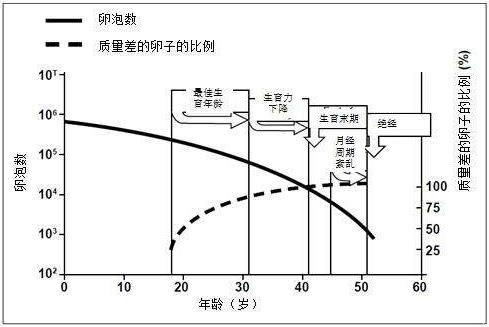 年龄是影响到试管成功率的重要因素