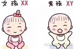 美国试管婴儿法律法规，美国试管选择性别合法吗？