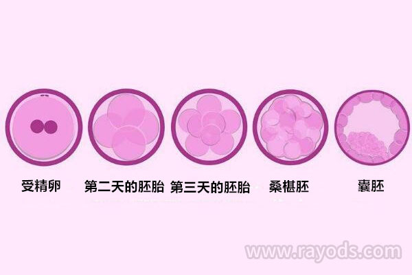 囊胚培育