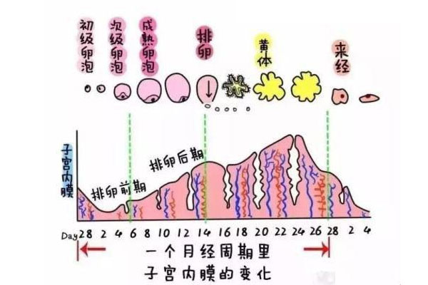 子宫内膜厚度