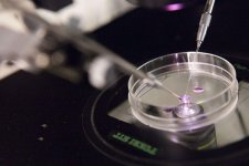 做试管婴儿后哪些行为会影响成功率 做试管婴儿后可以熬夜吗