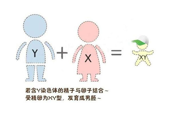 第三代试管婴儿怎么选性别