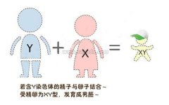泰国做试管婴儿选性别需要多少钱？