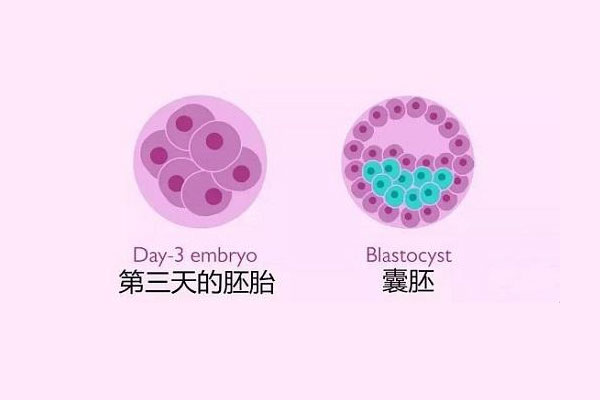 冻胚复苏后出现空泡对试管成功率究竟有多大影响