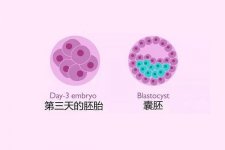 冻胚复苏后出现空泡对试管成功率究竟有多大影响？
