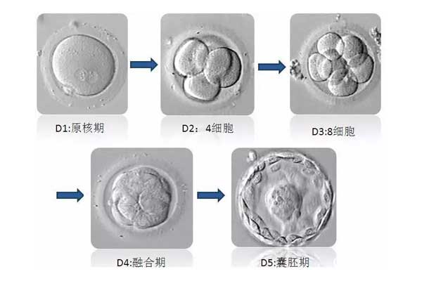 试管囊胚的发育过程图