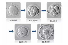 珠海试管移植囊胚成功率有多高？主要胚胎质量等级决定
