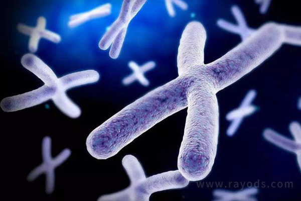 男性精子染色体异常一样会导致胎停育