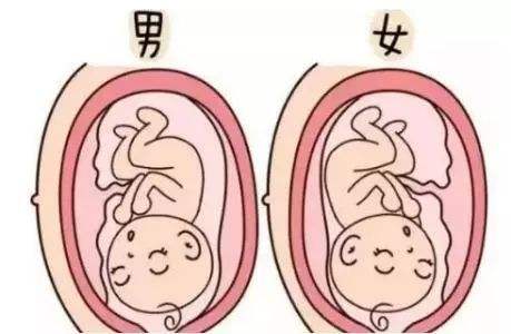 科学生男生女法是什么