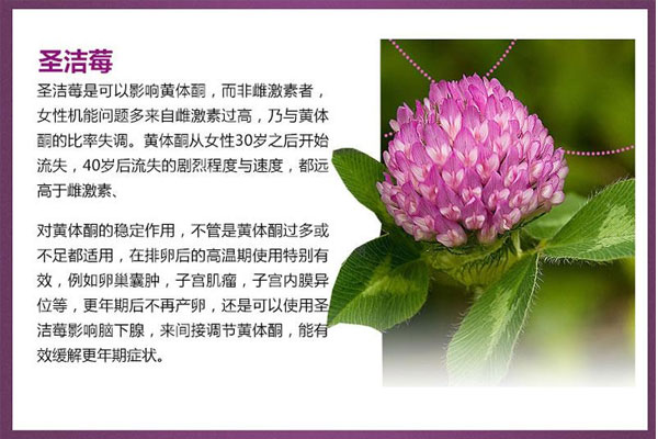 圣洁莓是什么