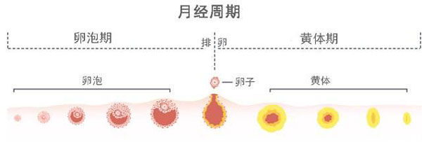 什么是黄体期促排