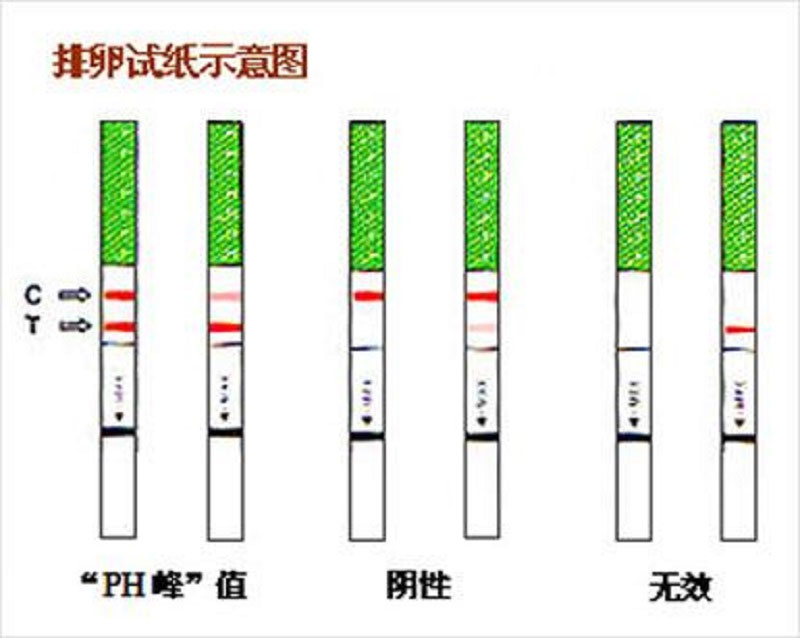 排卵试纸的使用
