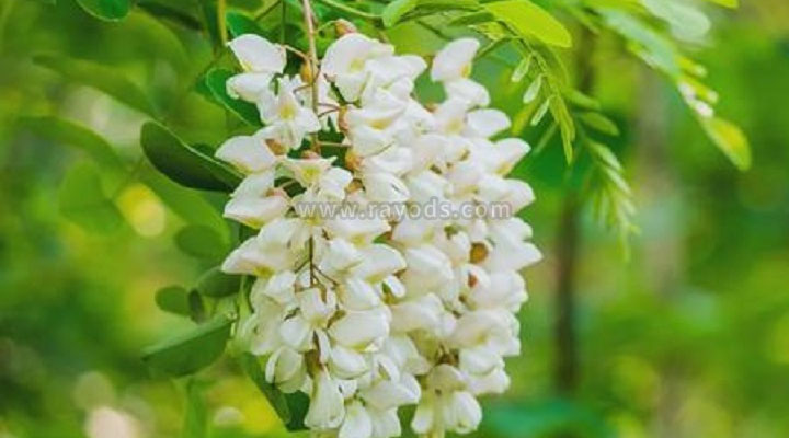 孕妇梦见槐花