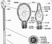 精子体部畸形对怀孕的影响吗？严重甚至导致不育？