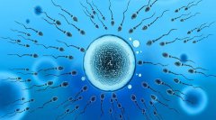 未婚能不能在美国精子库申请供精试管？
