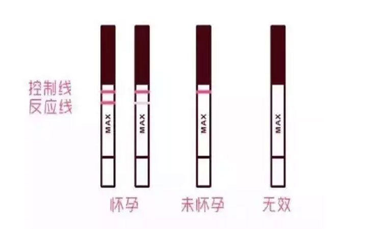 早孕试纸验孕结果