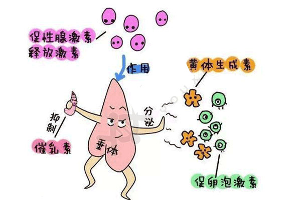 促卵泡生成激素的作用