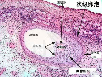 LH和FSH会影响到卵子的发育