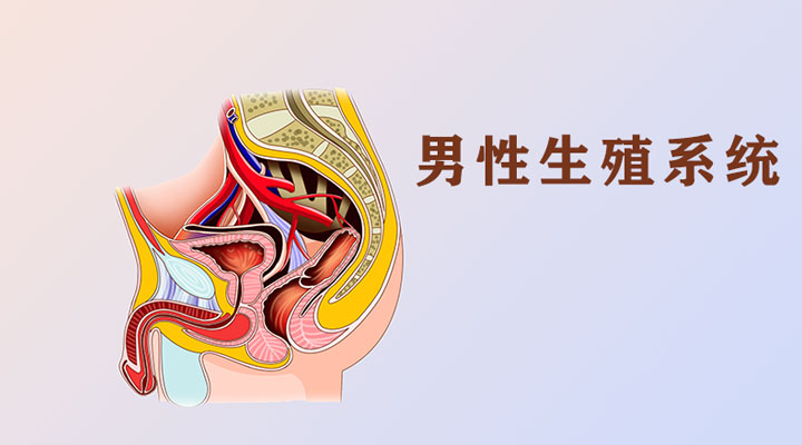 死精症表现为生殖系统疾病