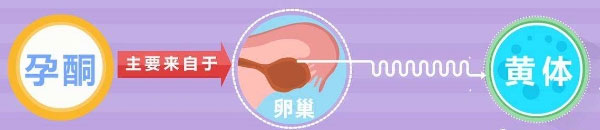 黄体期服用