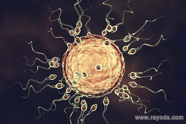 阻止精子进入的屏障
