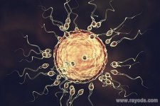 阻止多精子入卵的反应,透明带可阻止精子进入